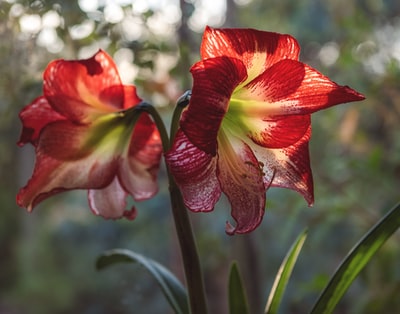 两朵红百合花